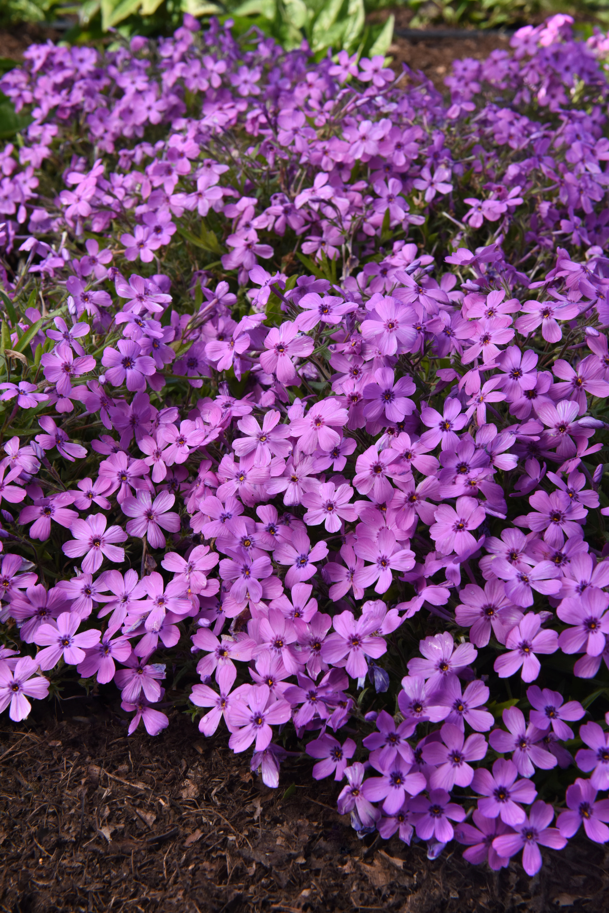 PLANT NAME 